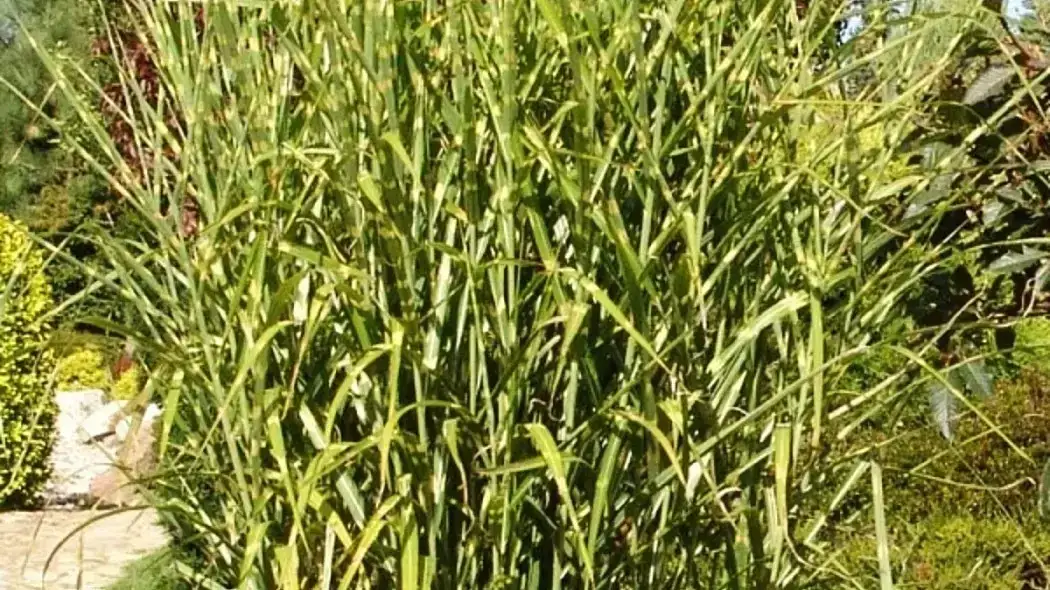 Miskant zebrinus – jak i co ile sadzić, aby uniknąć błędów?