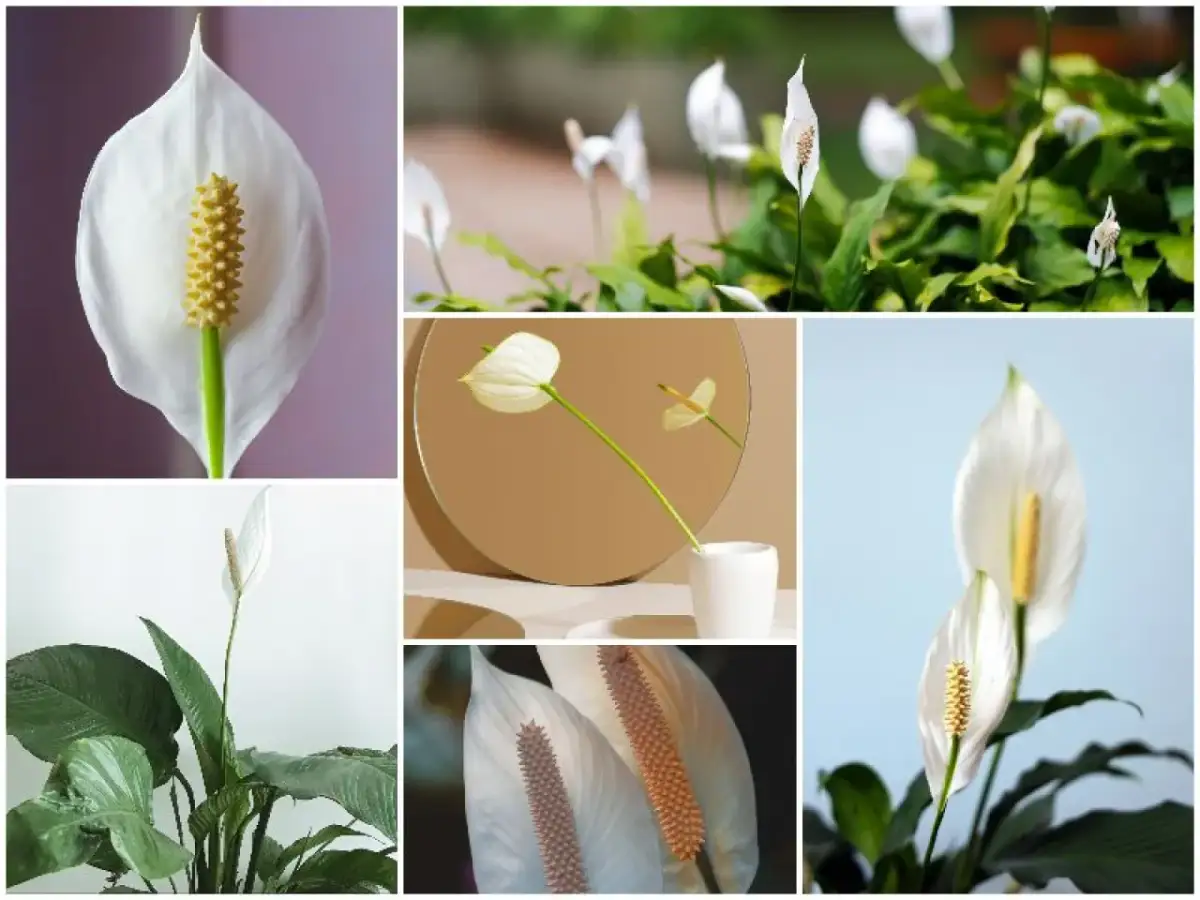 Jak uprawiać skrzydłokwiat: proste triki na piękne kwiaty w domu