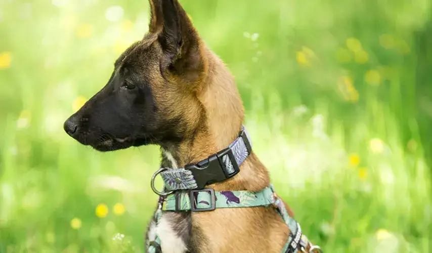 Obroża czy szelki dla owczarka niemieckiego – co wybrać dla psa?