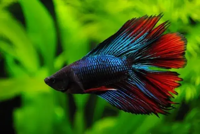 Akwarium 10l: Obsada? Tylko krewetki, ślimaki lub bojownik!