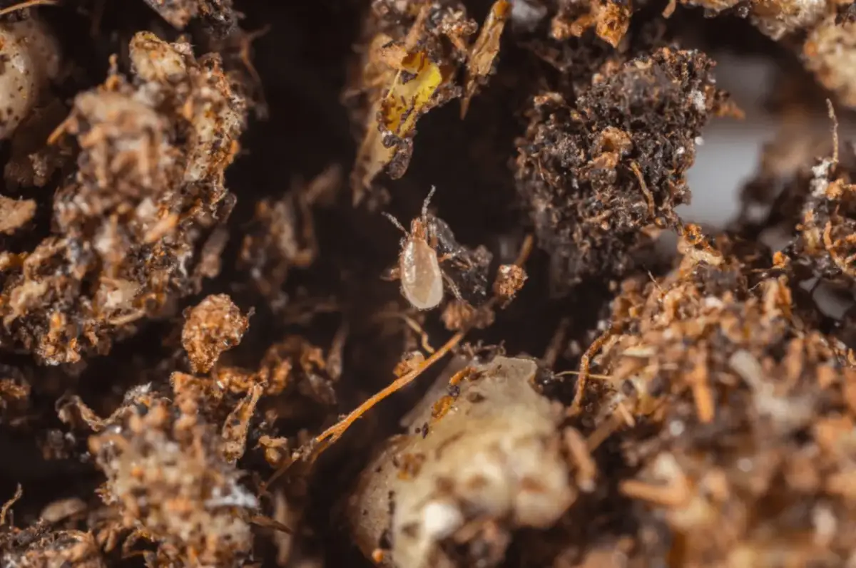 Roztocza w terrarium: Jak rozpoznać i zwalczyć? Poradnik