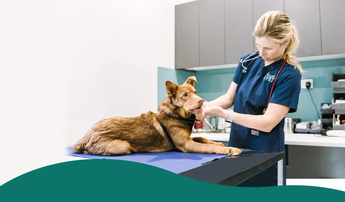 Obcięcie pazurów u psa: ceny, czynniki i kiedy do weterynarza?