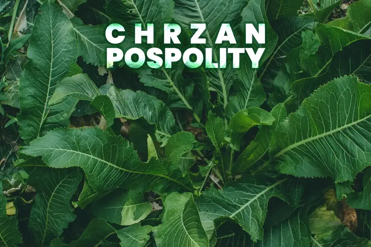 Kiedy sadzić chrzan w ogrodzie, aby uniknąć błędów i strat?