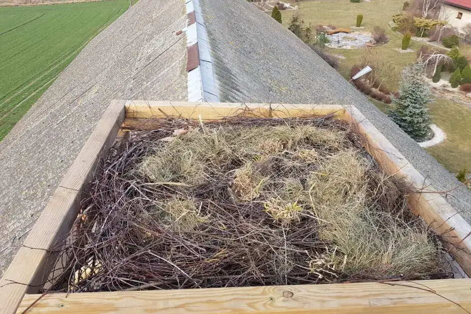 Jak zbudować gniazdo dla bociana? Poradnik krok po kroku