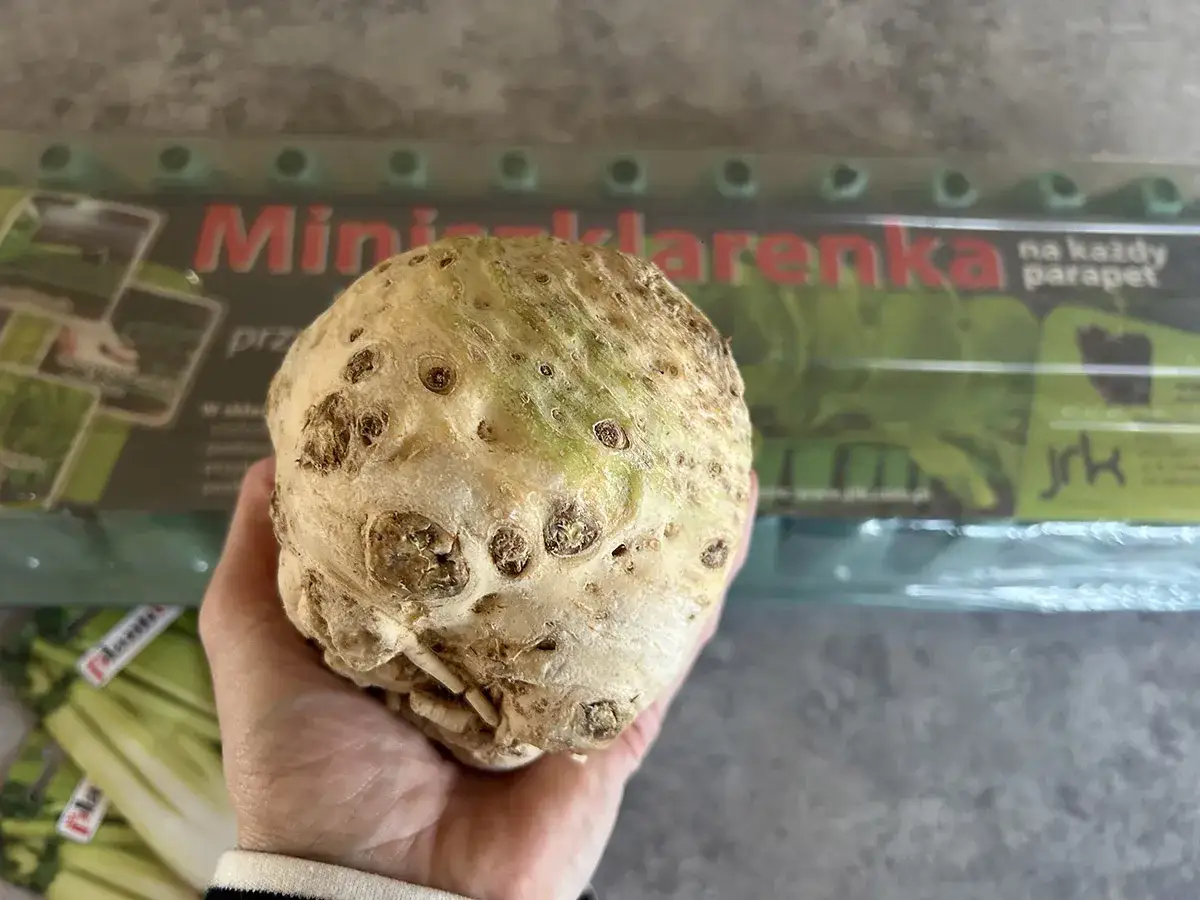 Dłoń trzyma bulwę selera na tle opakowania z nasionami selera.