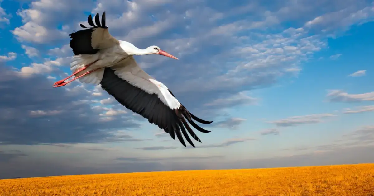 Bocian w locie nad złotym polem, błękitne niebo z chmurami.