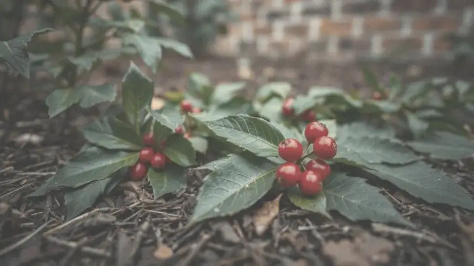 Laurowiśnia a pies: czy Twój ogród jest bezpieczny? Objawy i co robić
