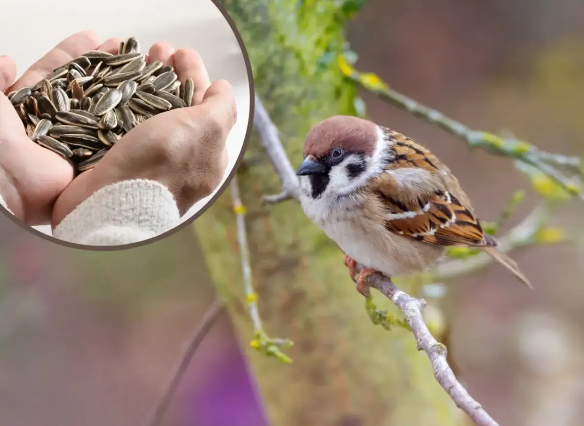 Wróble i mazurki: Idealna mieszanka ziaren? Sprawdź, co wybrać!