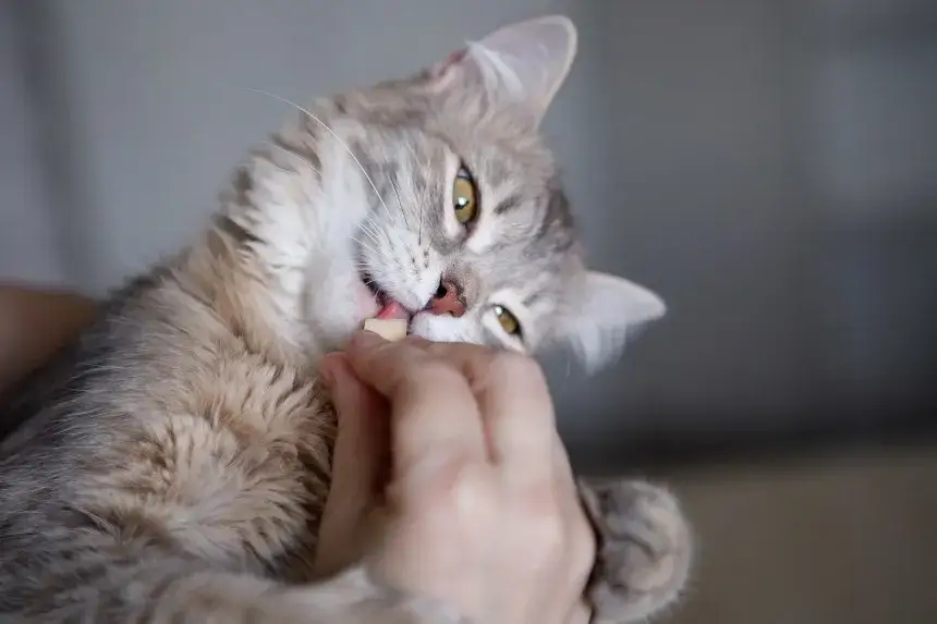 Żółty ser dla kota: czy można podawać? Poznaj ryzyko i alternatywy