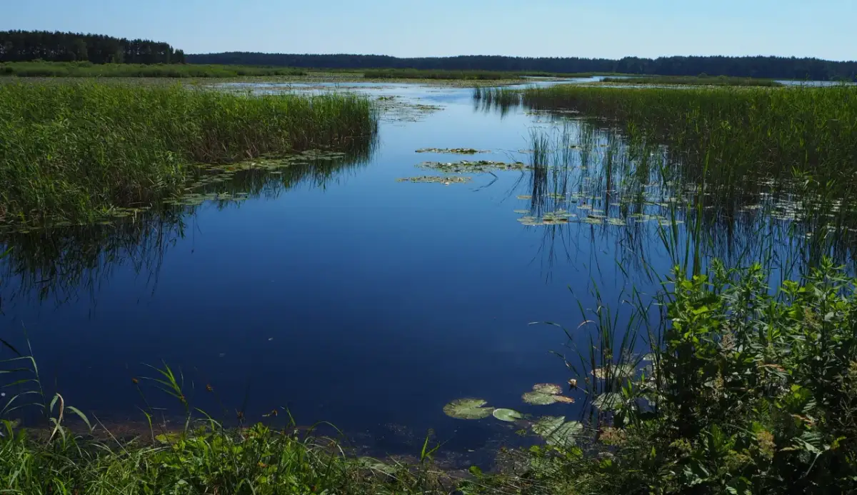Spokojna tafla wody w rezerwacie przyrody Imielty Ług, otoczona gęstą trzciną i zielenią, odbija błękit nieba.