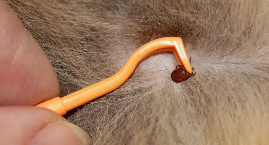 Cómo matar garrapatas en perros: métodos seguros y efectivos para tu mascota