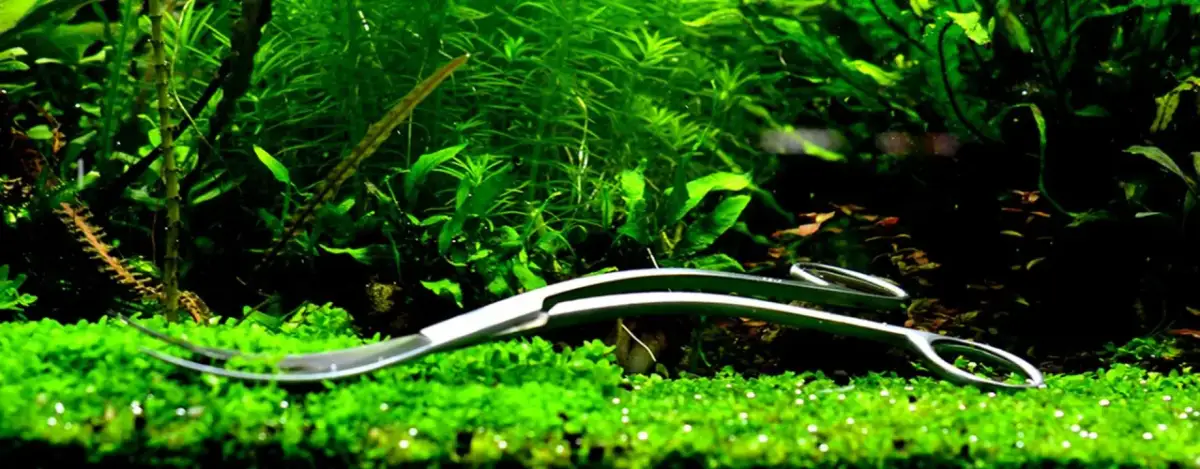 Jak przycinać rośliny w akwarium, aby uniknąć ich gnicia i chorób