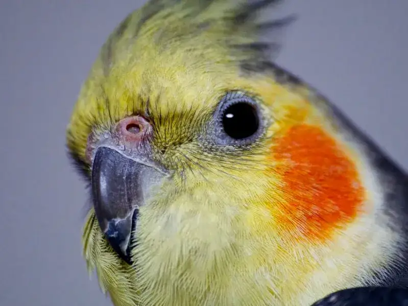 Papuga nimfa ile żyje w niewoli? Poznaj sekrety długowieczności