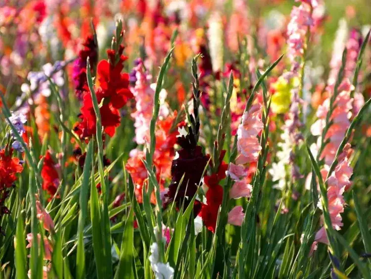 Kiedy sadzić mieczyki, aby uniknąć błędów i cieszyć się kwitnieniem