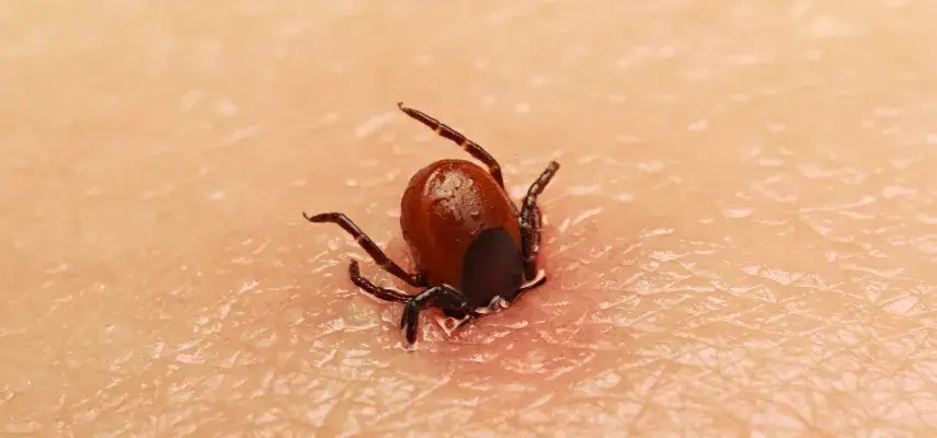 Cómo se mueren las garrapatas: métodos efectivos para eliminarlas