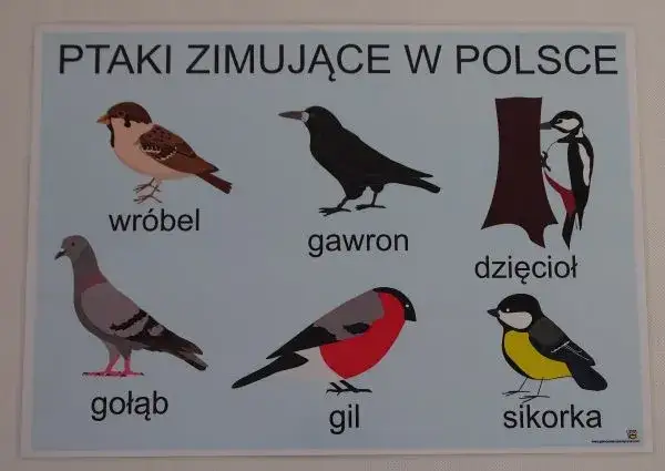 Ptaki zimujące w Polsce: jak mądrze pomóc i je rozpoznać?