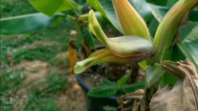 Jak kwitnie banan? Odkryj sekrety jego niezwykłego procesu kwitnienia