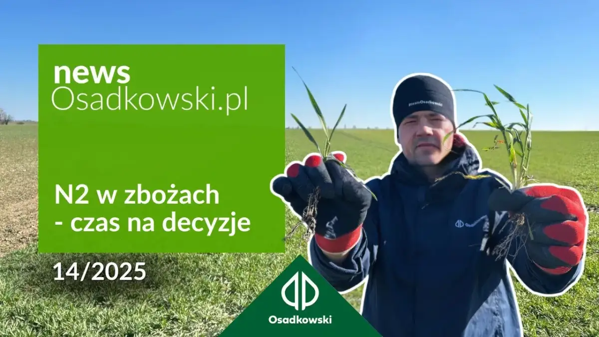 Kiedy druga dawka azotu na zboża? Kluczowe etapy i błędy do uniknięcia