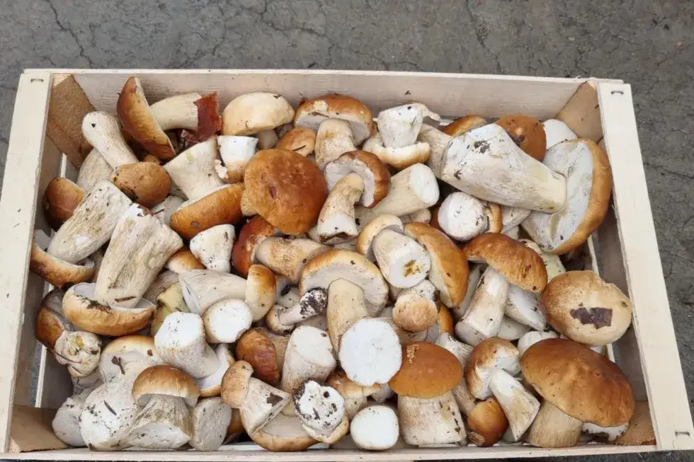 Prawdziwy koszt grzybów halucynogennych: Cena, prawo i zdrowie