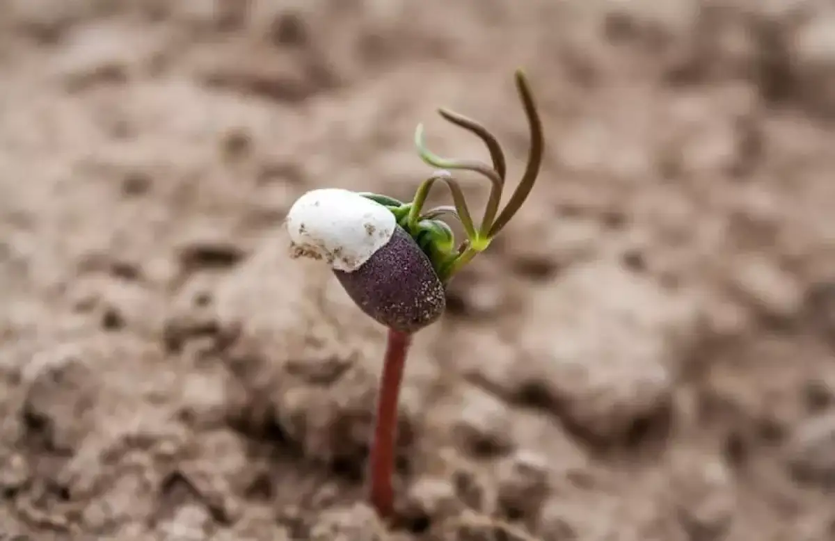 Kiedy siać łubin wąskolistny, aby uniknąć przymrozków i strat?