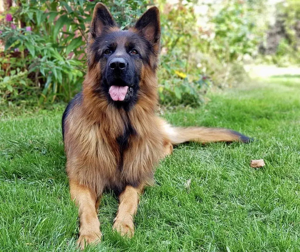 Ile waży owczarek niemiecki długowłosy? Sprawdź, co musisz wiedzieć