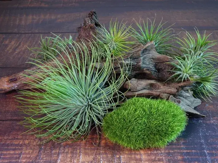 Oplątwa jak uprawiać: sprawdzone metody pielęgnacji i wymagania