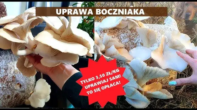 Jak uprawiać boczniaki w domu – proste metody i najczęstsze błędy