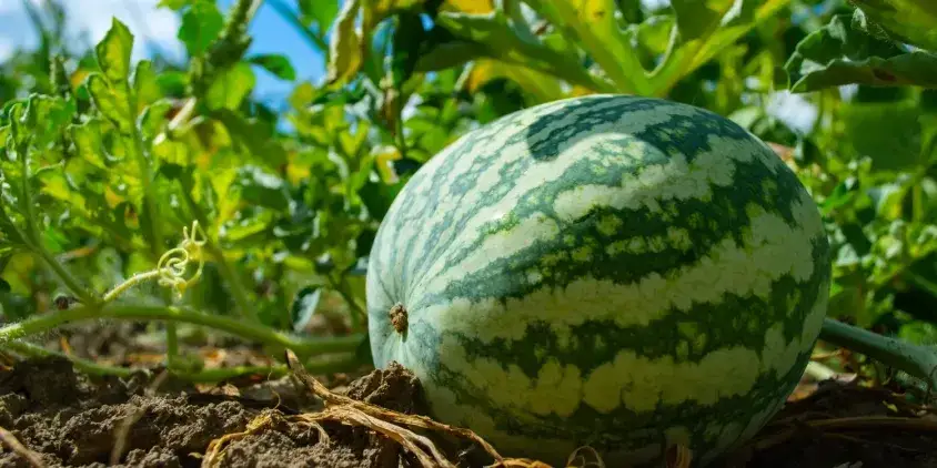 Cuándo plantar sandía: evita errores comunes y asegura una buena cosecha