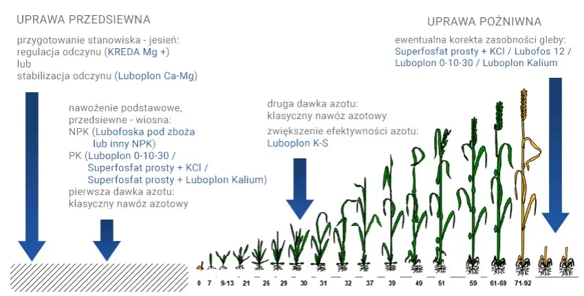 Jaki nawóz przed siewem pszenżyta ozimego, aby zapewnić plony?