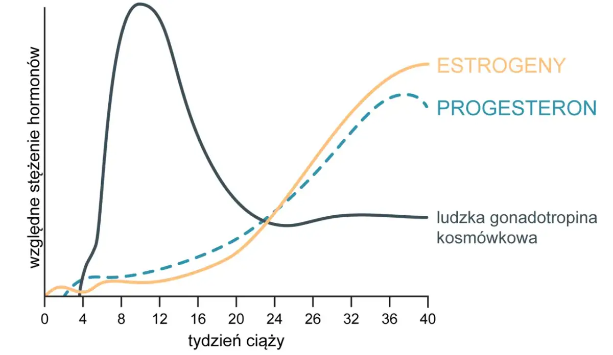 Kiedy rośnie progesteron? Fazy cyklu, ciąża i objawy