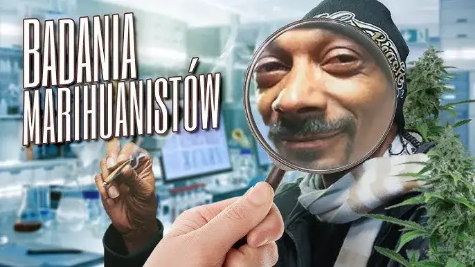 Marihuanę a poco to komu - czy naprawdę jest nam potrzebna?