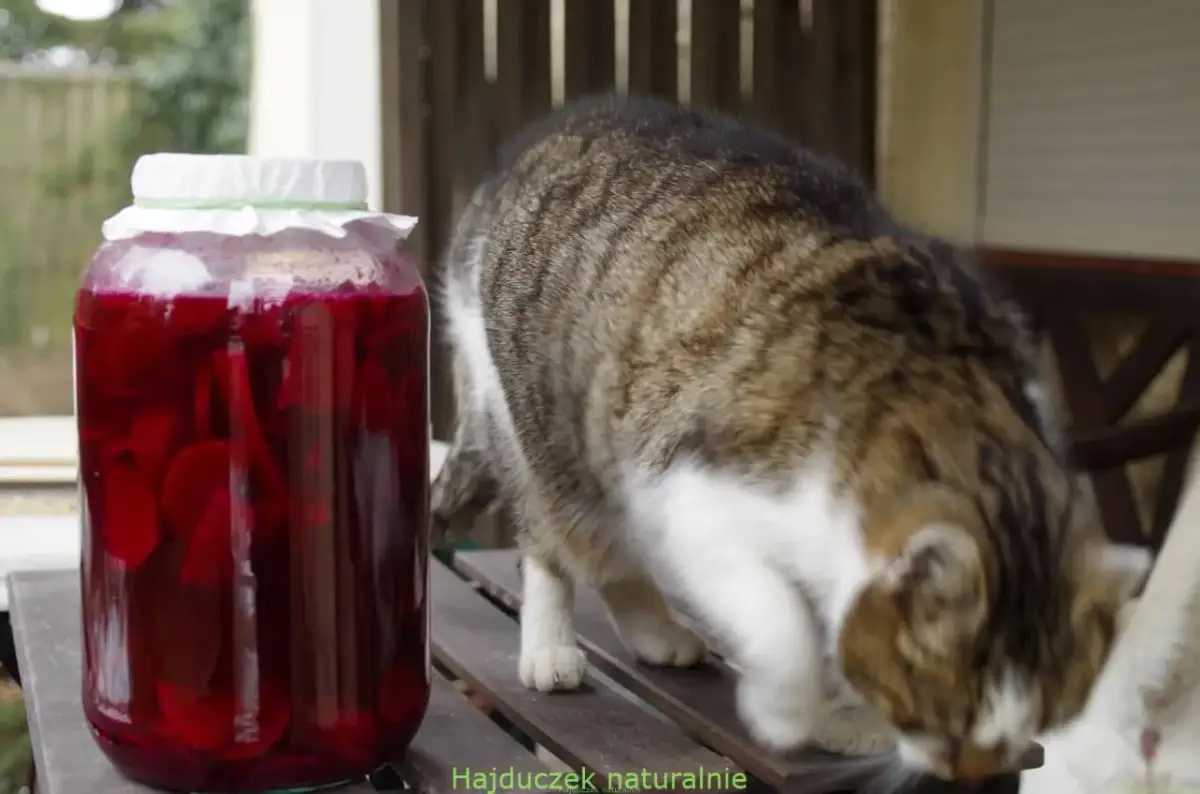 Kot ciekawski obok słoja z domowym zakwasem z buraków.