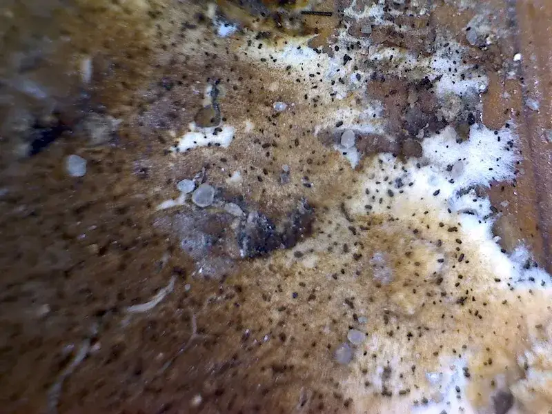 Czy pleśń na ubraniach jest szkodliwa? Poznaj zagrożenia dla zdrowia