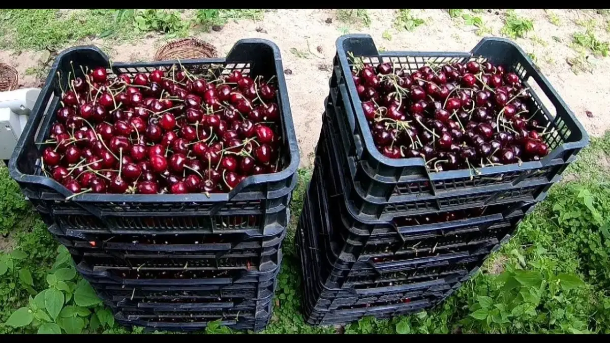 Kiedy sezon na wiśnie? Sprawdź, kiedy najlepiej zbierać owoce