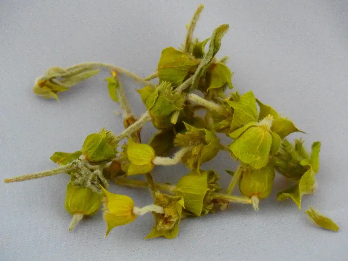 Ziołowy bukiet gojnika, znanego z licznych właściwości leczniczych.