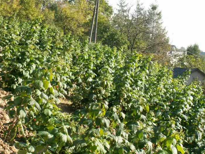 Malina jak uprawiać - skuteczne metody i najczęstsze błędy do uniknięcia