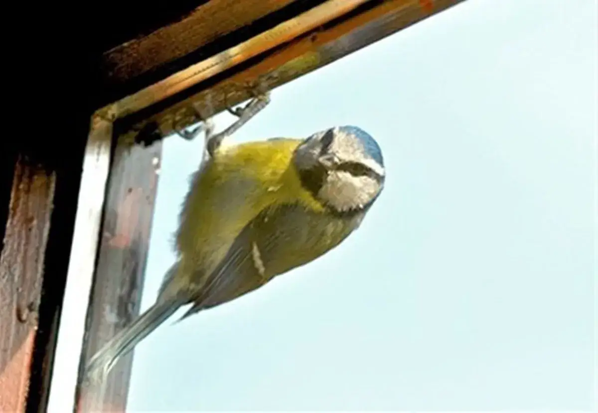 Ptak w domu: Dobry omen czy ostrzeżenie? Rozszyfruj znak!
