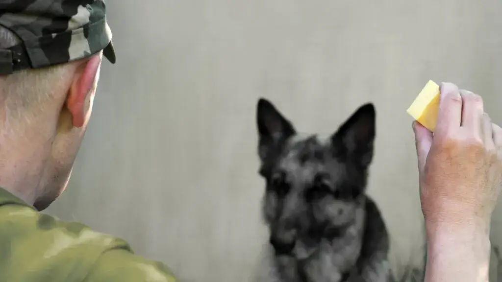 Czy psy mogą jeść ser biały? Bezpieczne dawki i korzyści dla pupila