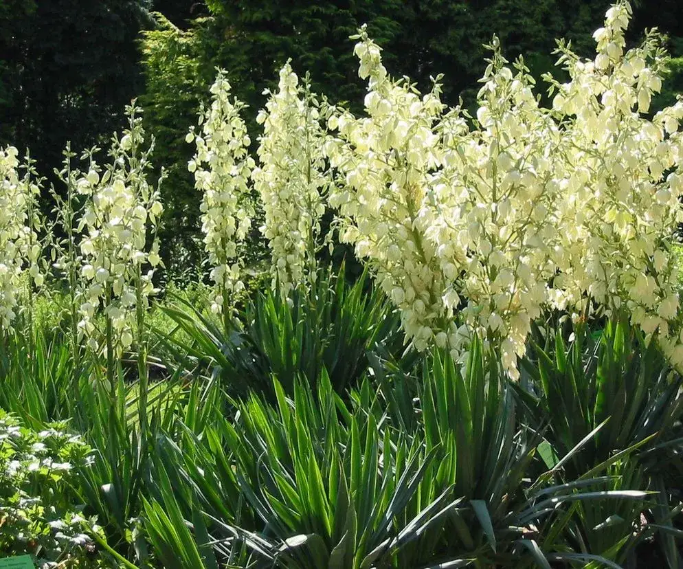Jak kwitnie juka ogrodowa i co zrobić, aby była piękna?