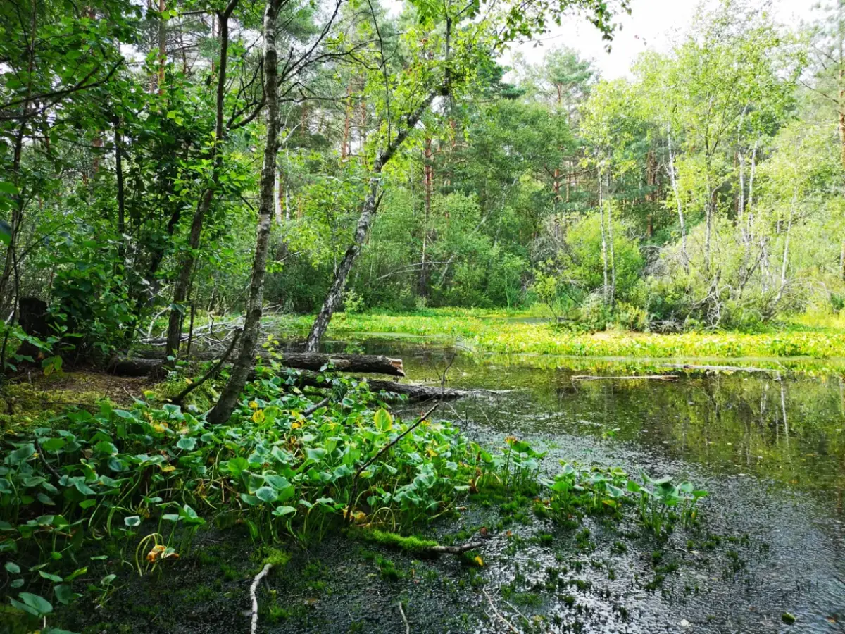 Polesie Lubelskie: Polska Amazonia co warto zobaczyć?