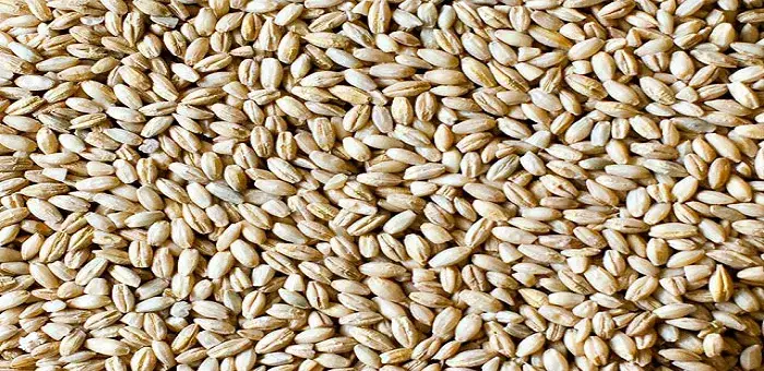 Jak zrobić pęczak na ryby - skuteczne metody, które przyciągną ryby