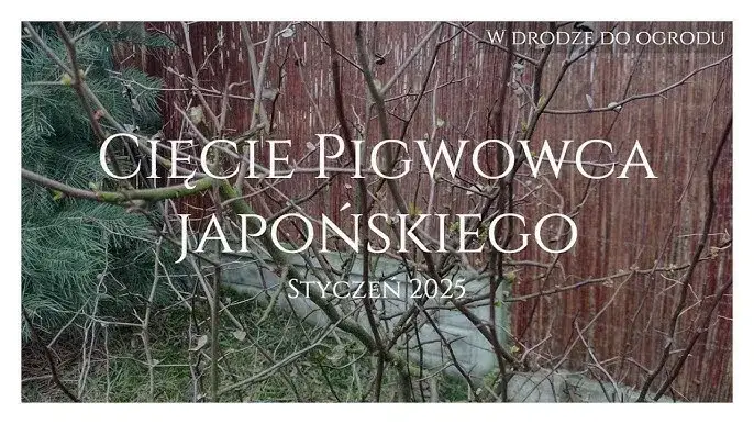 Jak i kiedy przycinać pigwowca japońskiego, aby uniknąć błędów w pielęgnacji