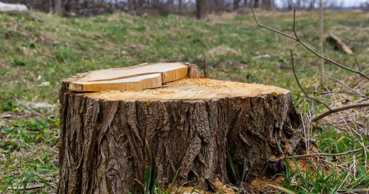 Jaką grubość drzewa można wyciąć bez zezwolenia? Sprawdź limity.