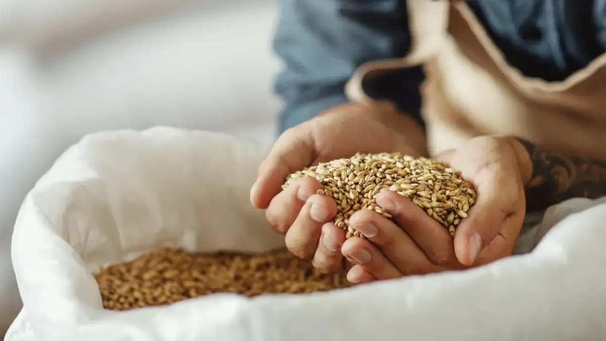 Słód jęczmienny na laktację: jak stosować, by zwiększyć produkcję mleka bez ryzyka