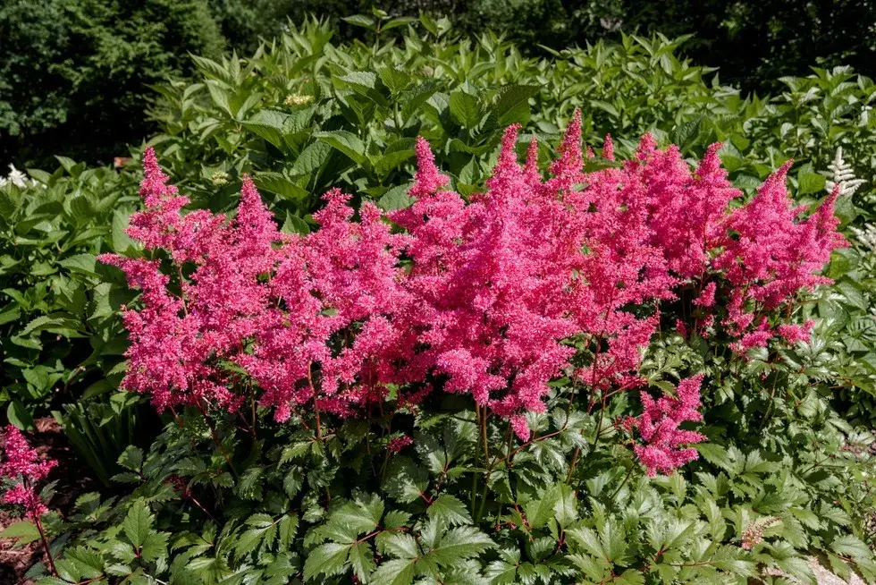 Tawułka: Jak długo kwitnie i jak przedłużyć jej kwitnienie?