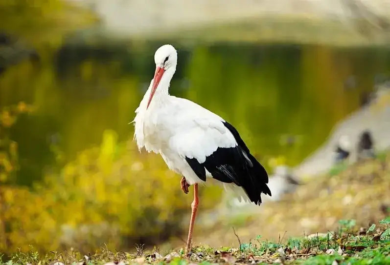 Bociany nie latają w kluczu! Poznaj fascynujący sekret szybowania.