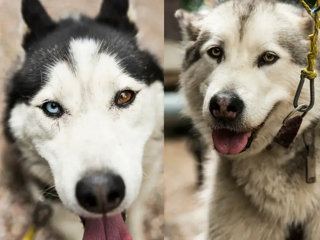 Jak odróżnić husky od malamuta - kluczowe różnice i cechy