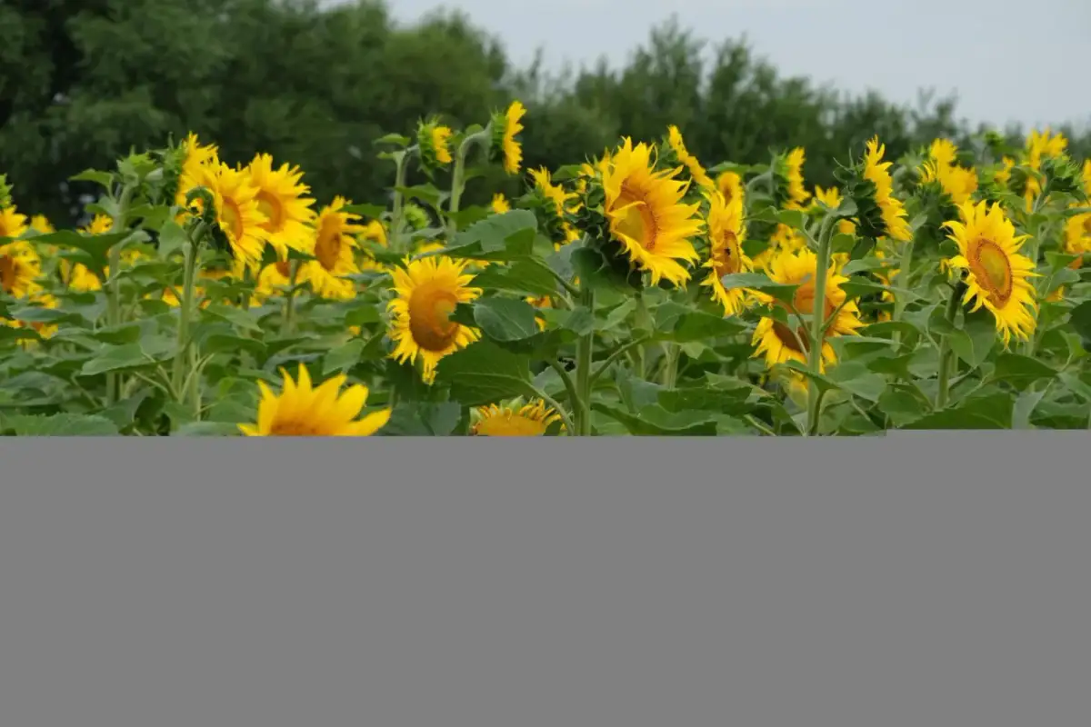 Kiedy sieje się słonecznik? Odkryj najlepsze terminy i warunki siewu