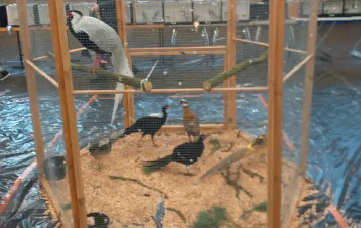 Kiedy giełda ptaków w Miejskiej Górce 2026? Sprawdź terminy!