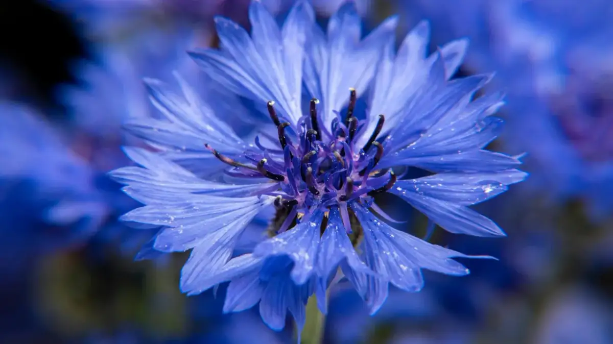 Jak skutecznie siać chaber bławatek: porady na wiosnę i jesień